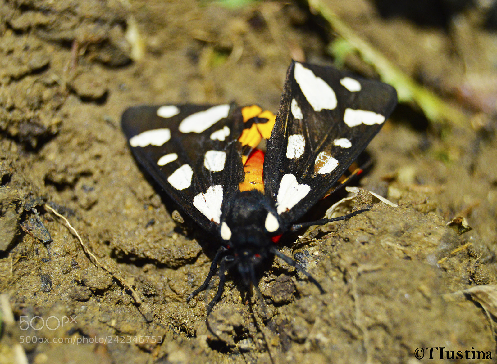 Nikon D3200 sample photo. Butterfly photography