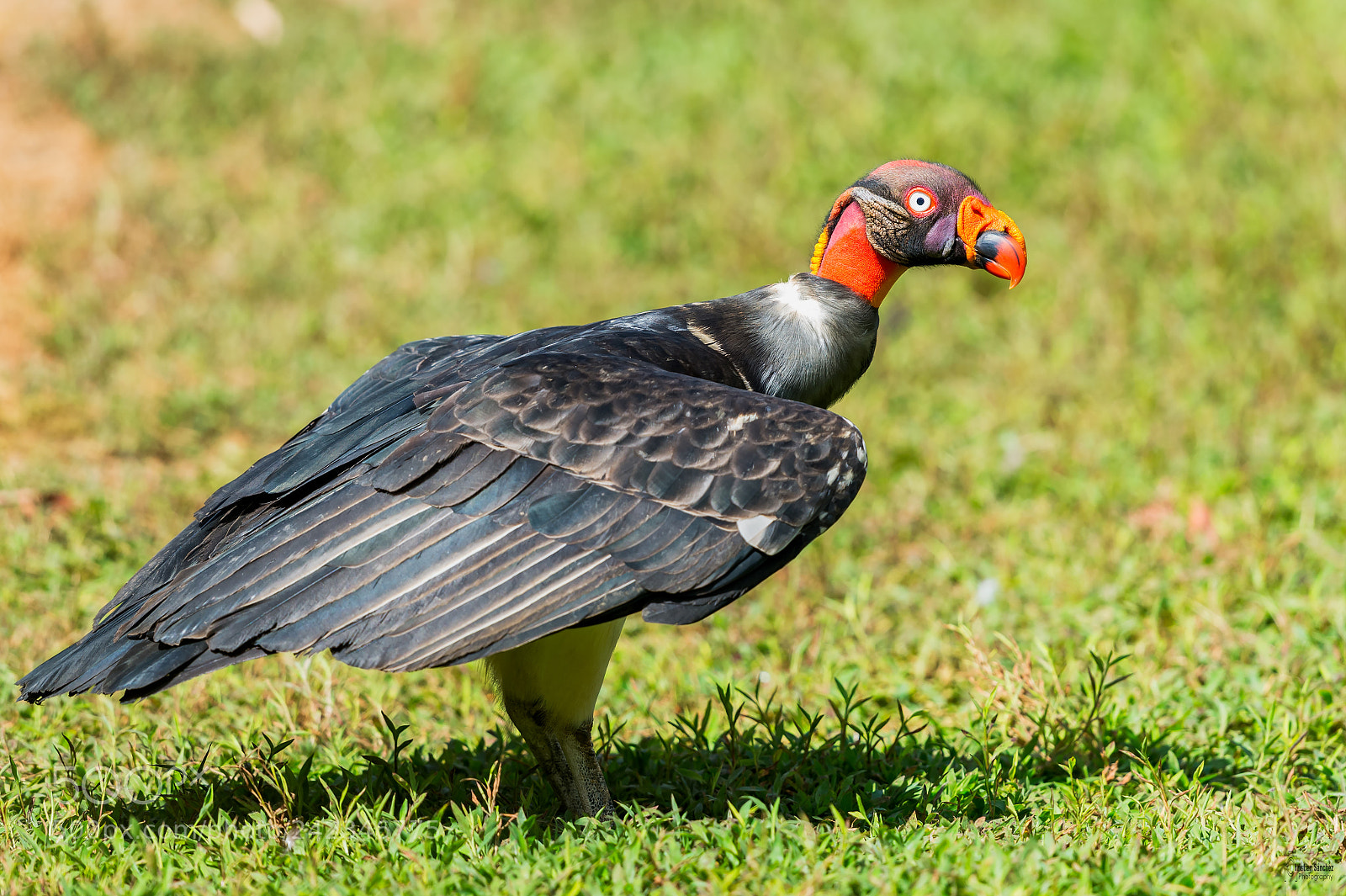 Nikon D4 sample photo. King vulture photography