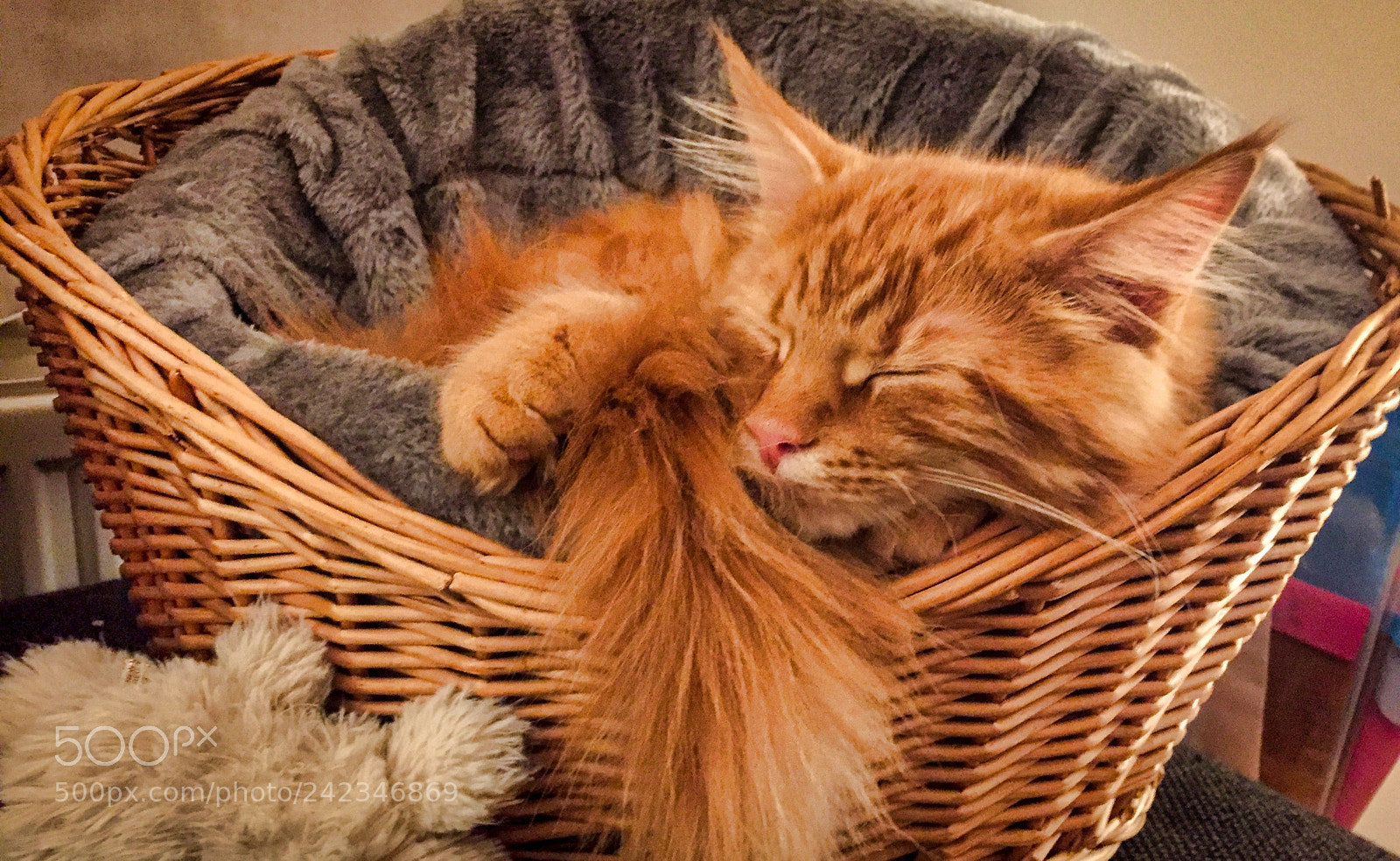 Apple iPhone 6 sample photo. Maine coon kitten playing photography