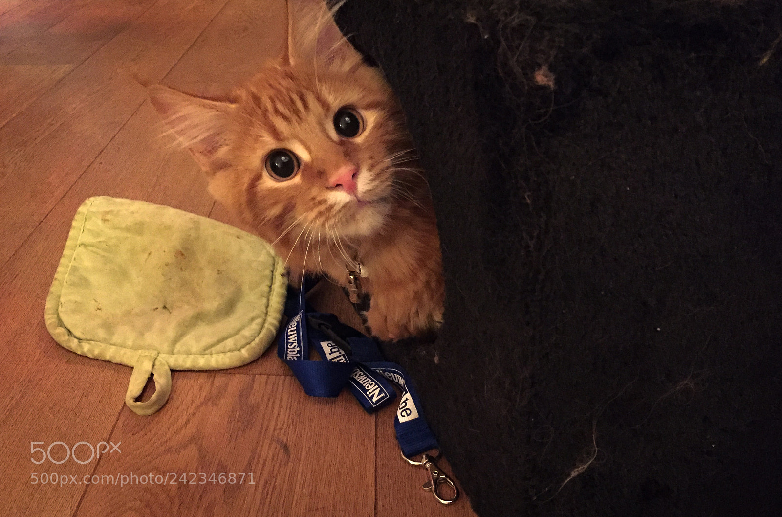 Apple iPhone 6 sample photo. Maine coon kitten playing photography