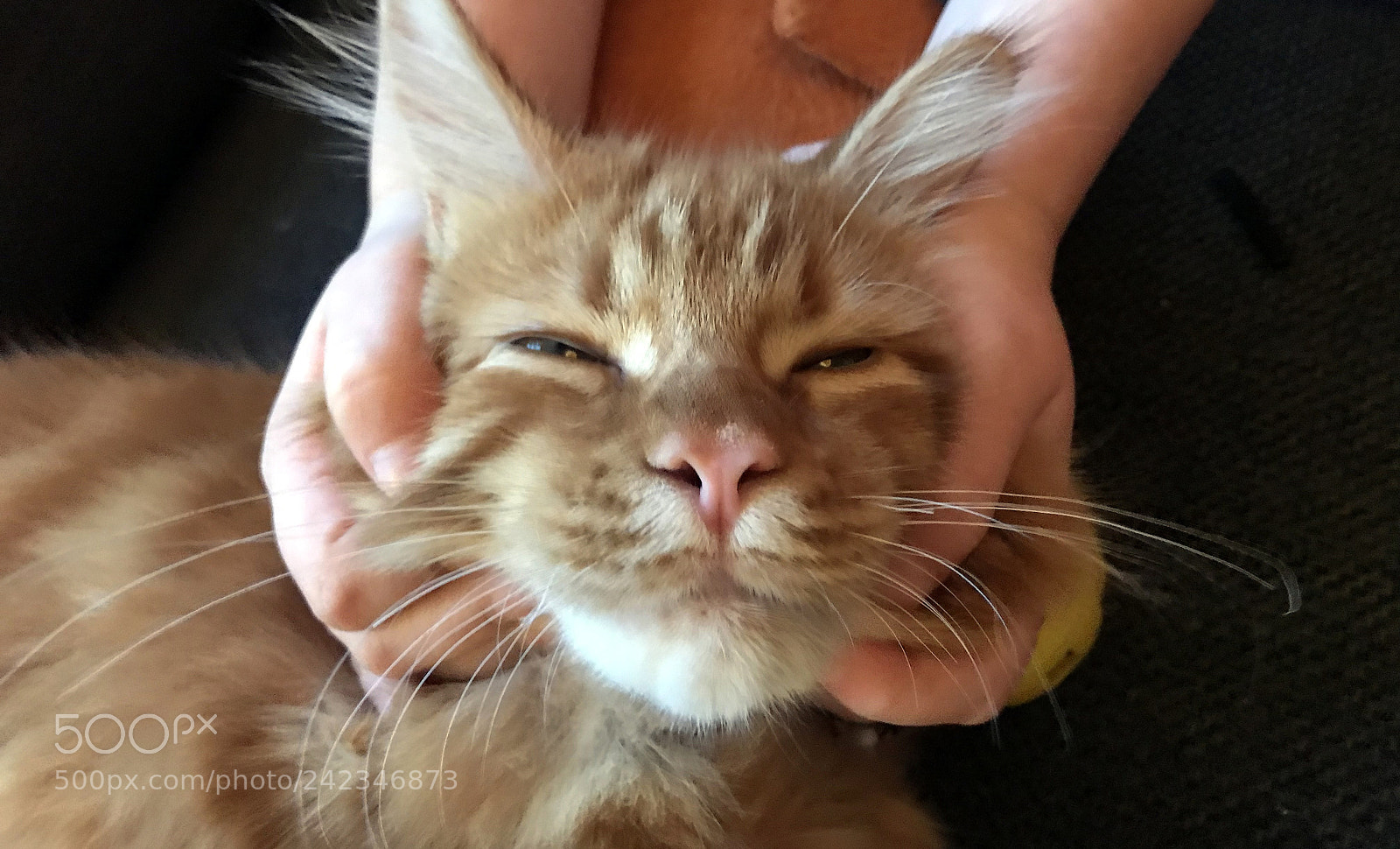 Apple iPhone 7 sample photo. Maine coon kitten playing photography