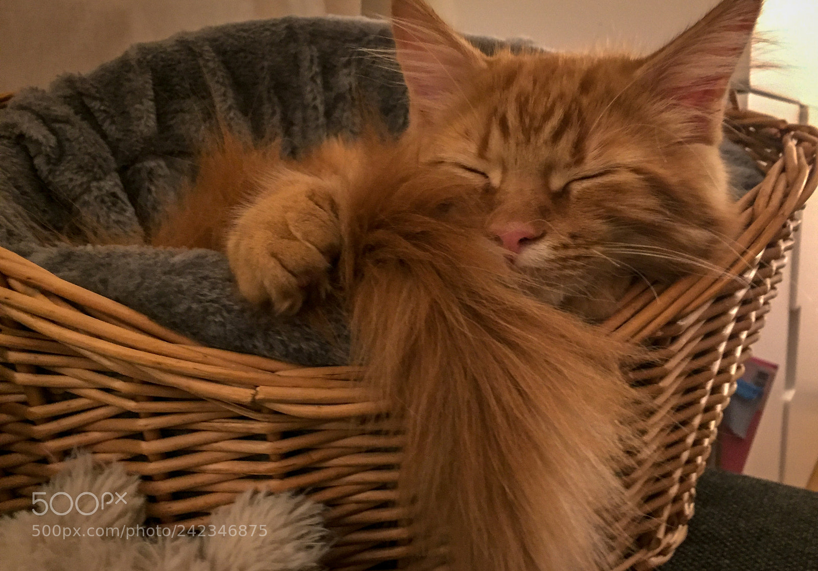 Apple iPhone 6 sample photo. Maine coon kitten playing photography