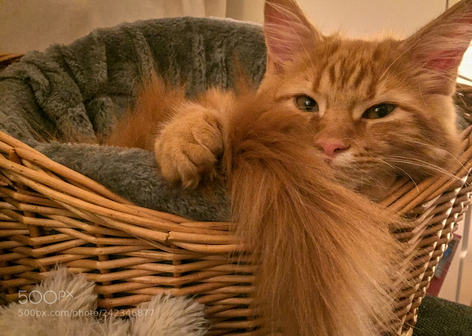 Apple iPhone 6 sample photo. Maine coon kitten playing photography