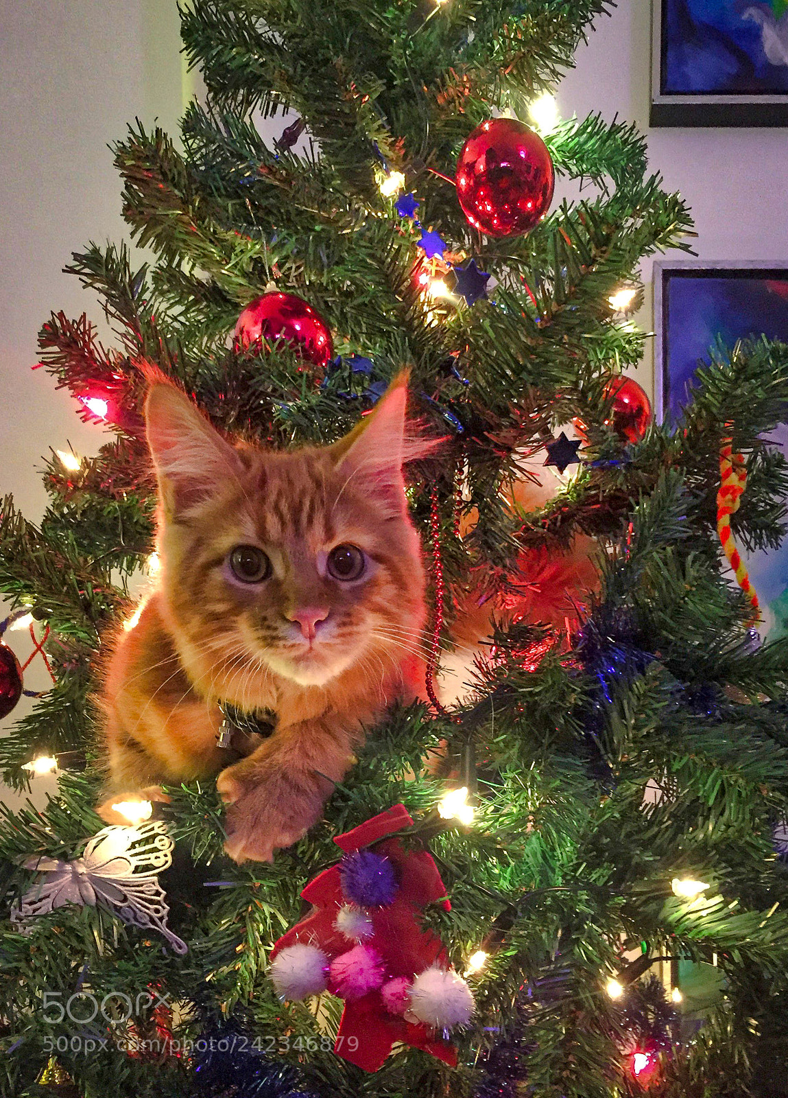 Apple iPhone 6 sample photo. Maine coon kitten playing photography