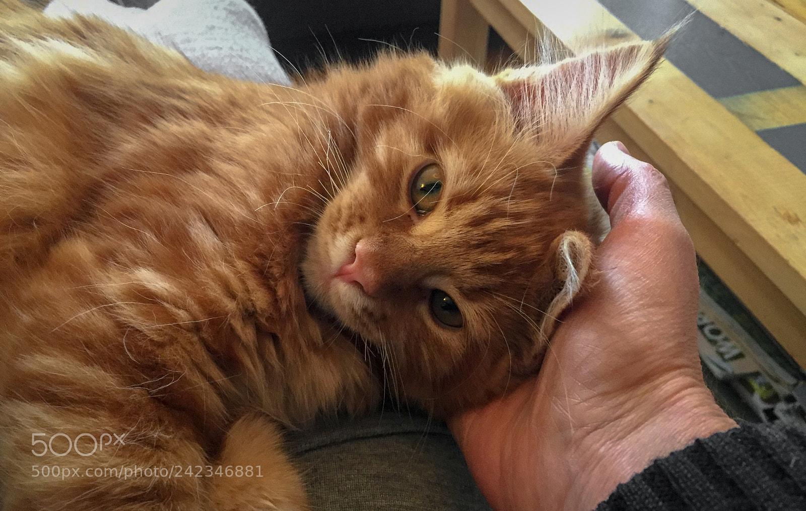 Apple iPhone 6 sample photo. Maine coon kitten playing photography