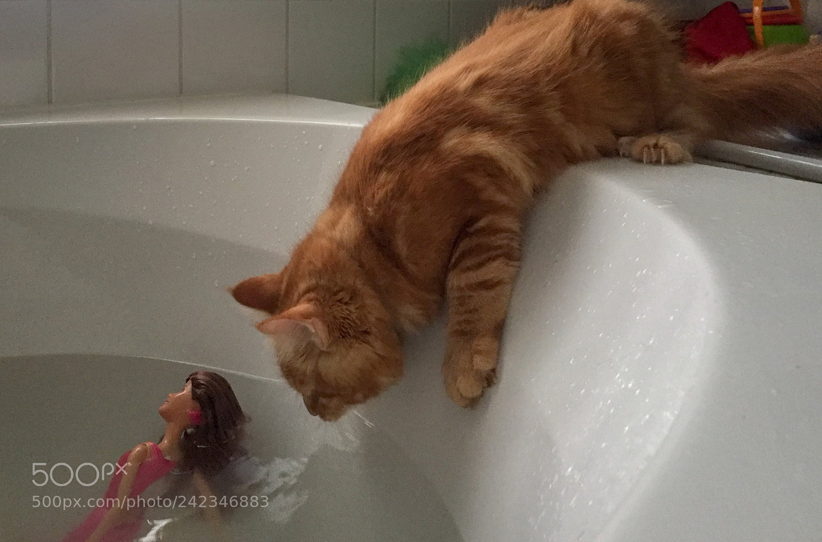 Apple iPhone 6 sample photo. Maine coon kitten playing photography