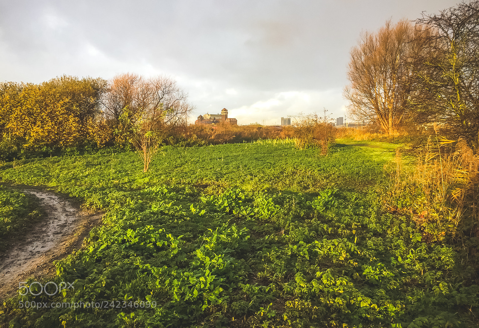 Apple iPhone 6 sample photo. Dutch nature in autumn photography