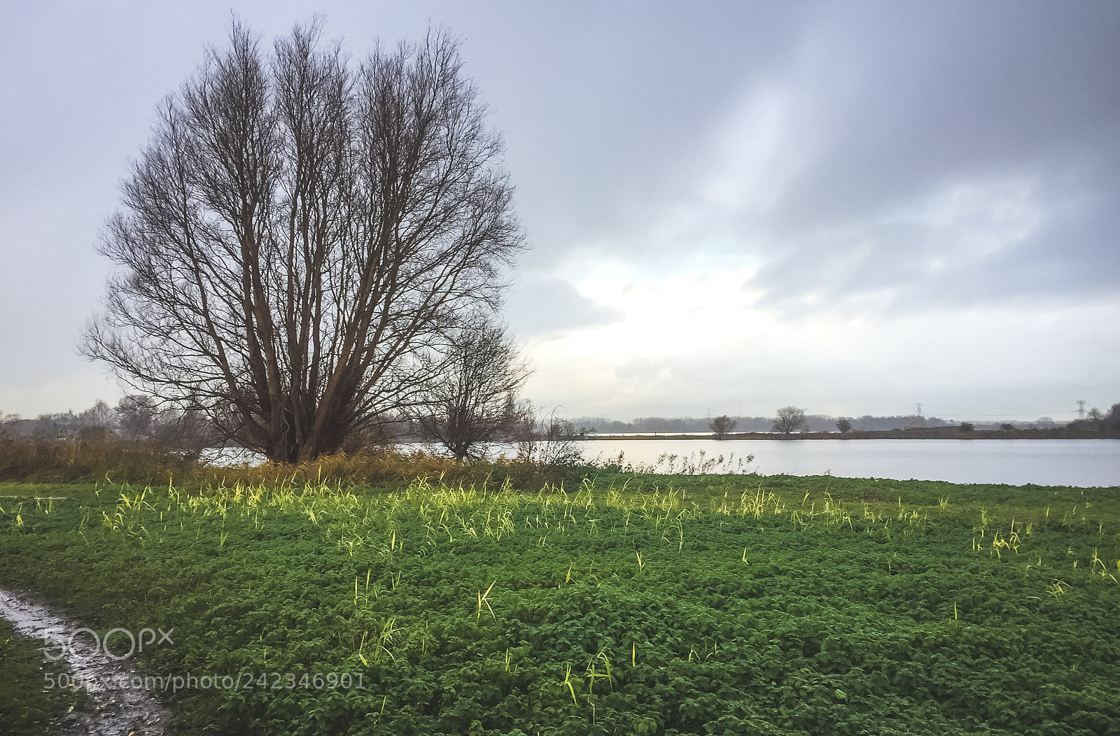 Apple iPhone 6 sample photo. Dutch nature in autumn photography