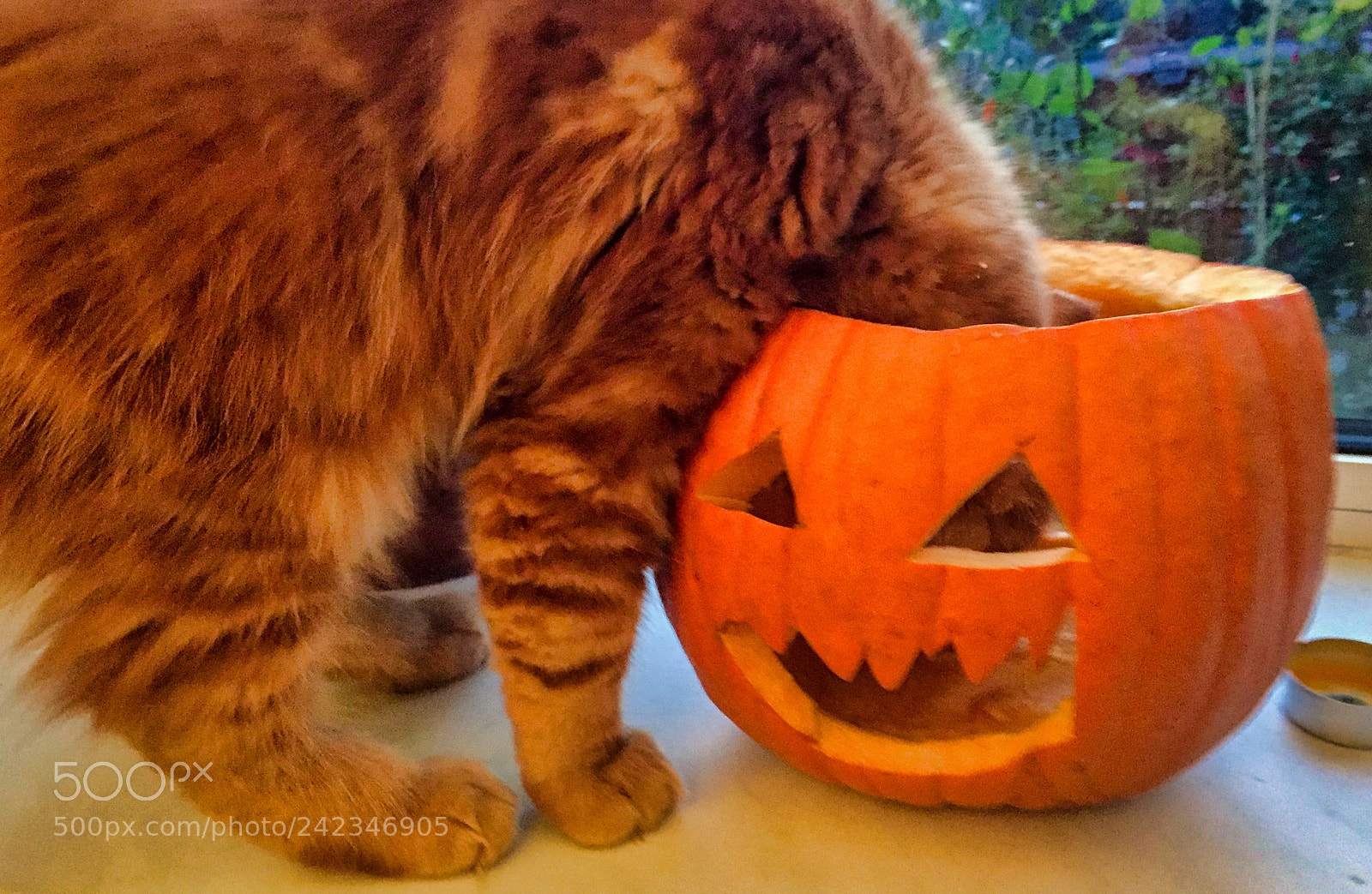 Apple iPhone 6 sample photo. Maine coon kitten playing photography