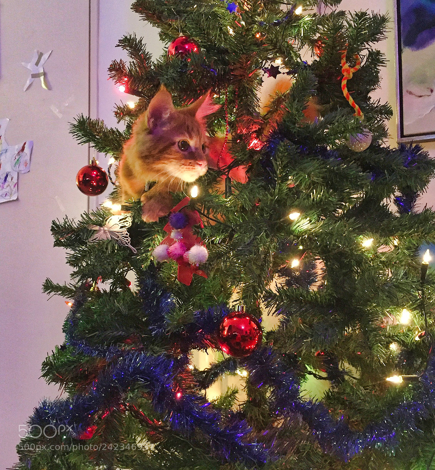 Apple iPhone 6 sample photo. Maine coon kitten playing photography
