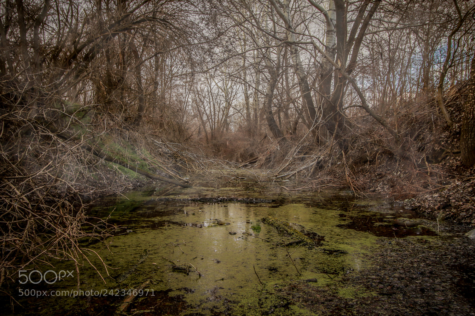 Canon EOS 7D Mark II sample photo. Frog heaven photography