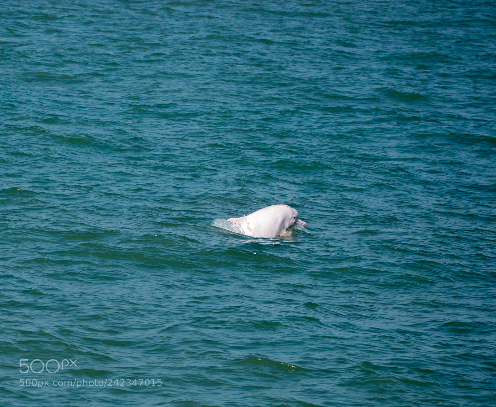 Nikon D7200 sample photo. Pink dolphin photography
