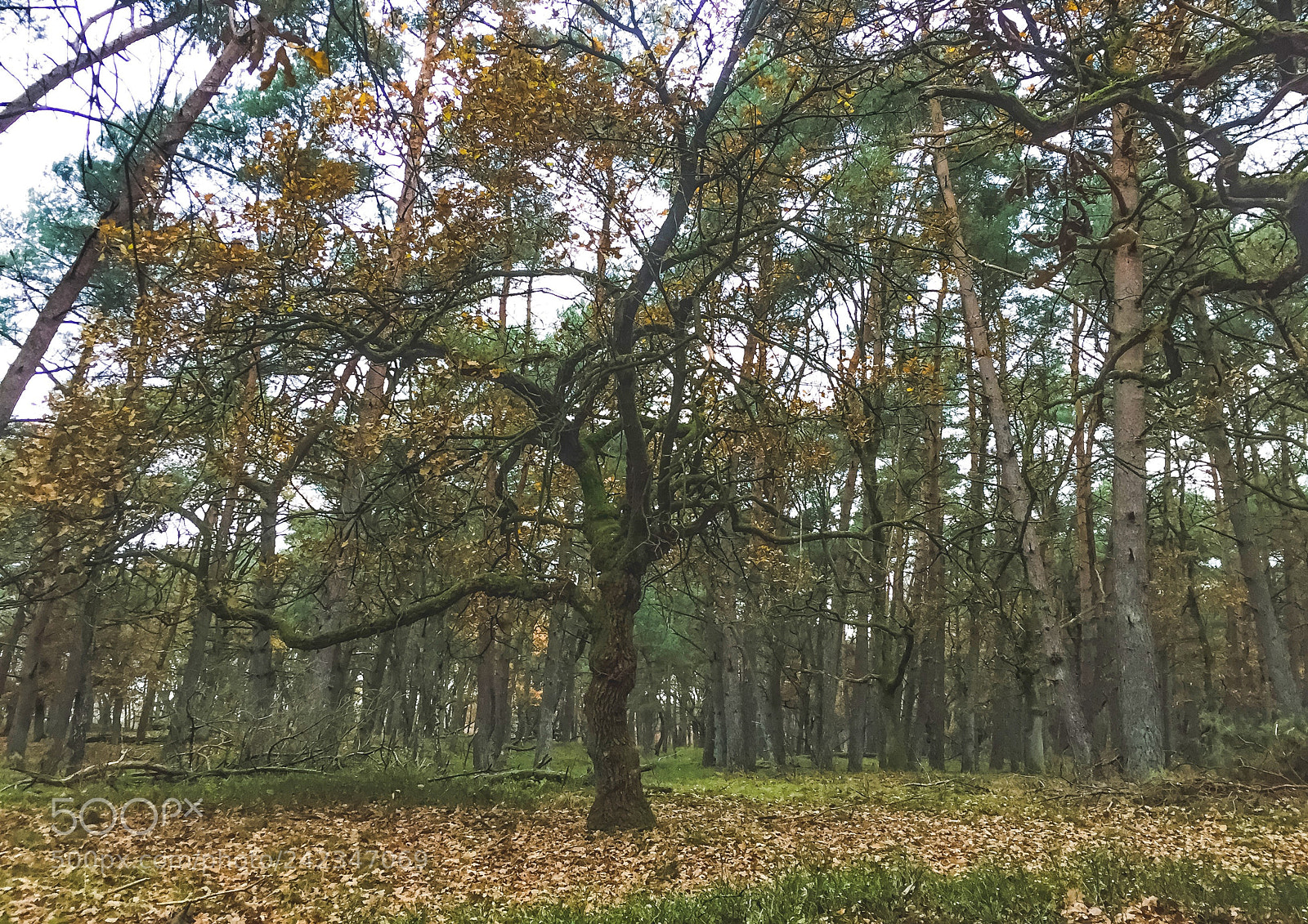 Apple iPhone 6 sample photo. Dutch nature in autumn photography