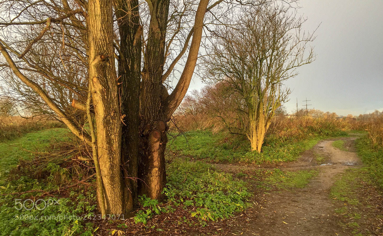 Apple iPhone 6 sample photo. Dutch nature in autumn photography