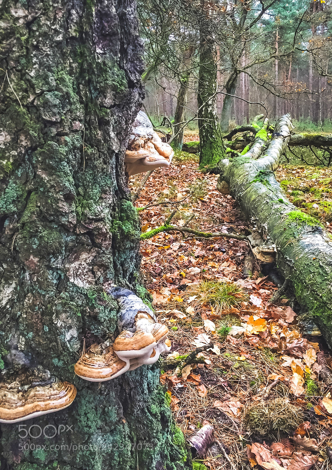 Apple iPhone 6 sample photo. Dutch nature in autumn photography