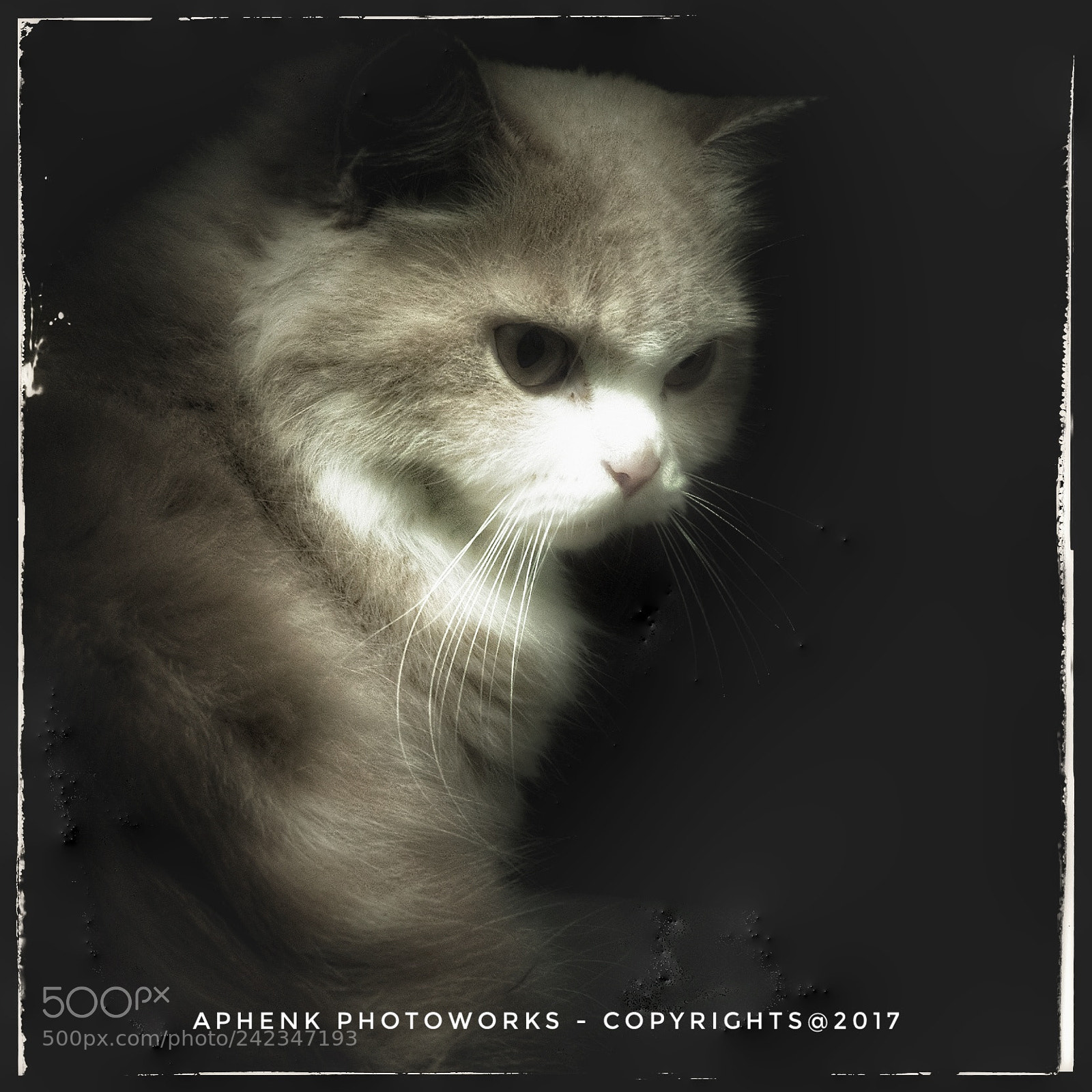 Fujifilm X-T20 sample photo. Milly my pet photography