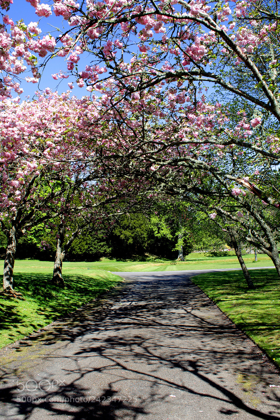 Canon EOS 1300D (EOS Rebel T6 / EOS Kiss X80) sample photo. Scone palace path photography