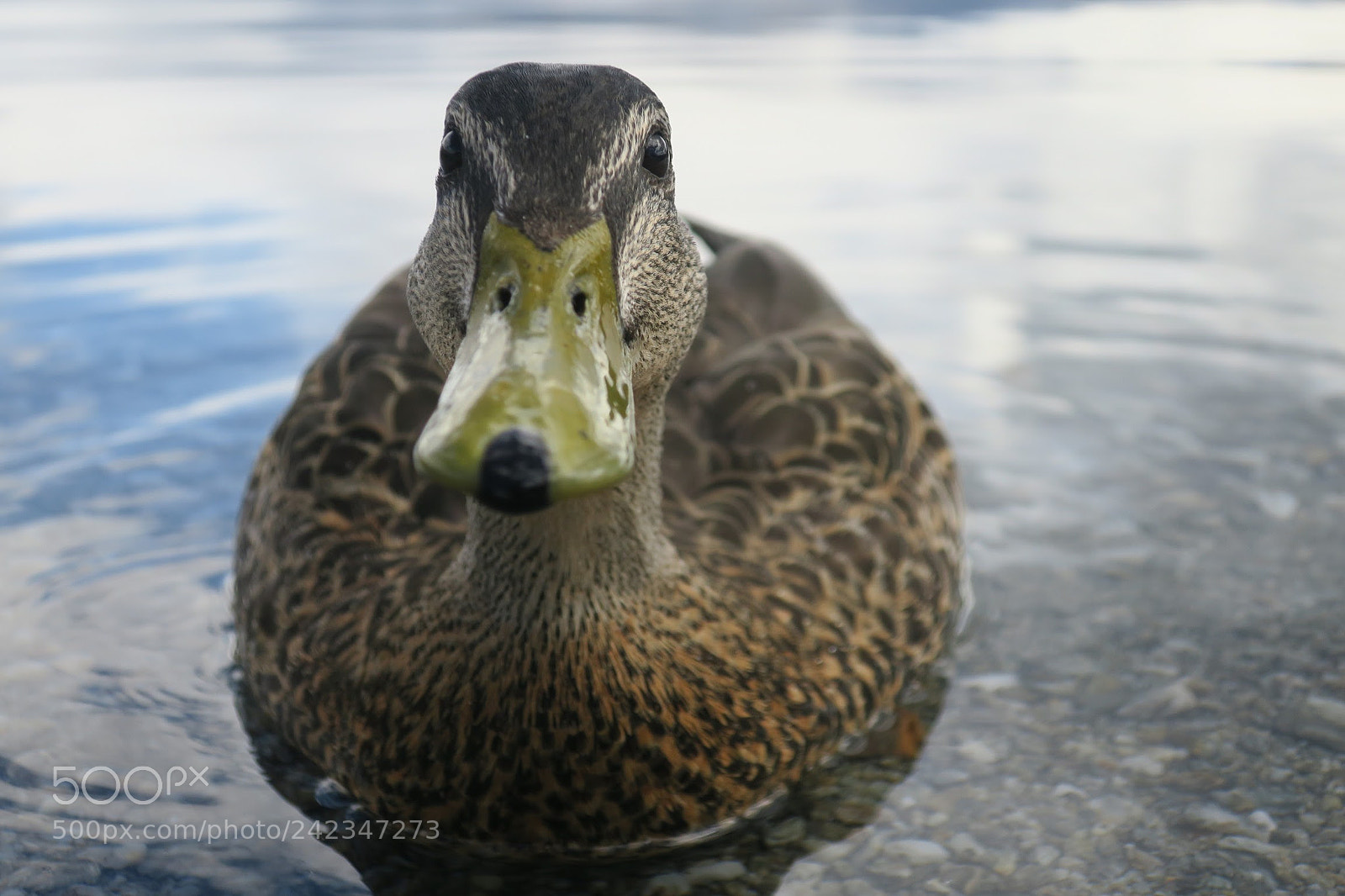 Canon PowerShot G9 X sample photo. Look into my eyes photography