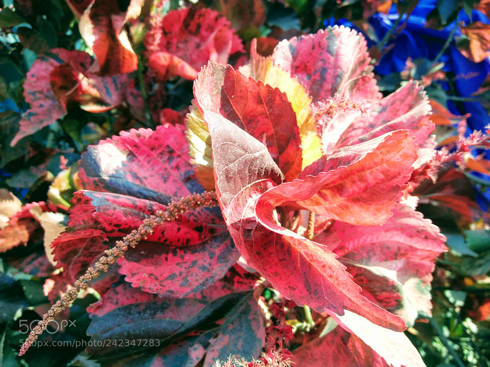 OPPO A37fw-International sample photo. Untitled photography