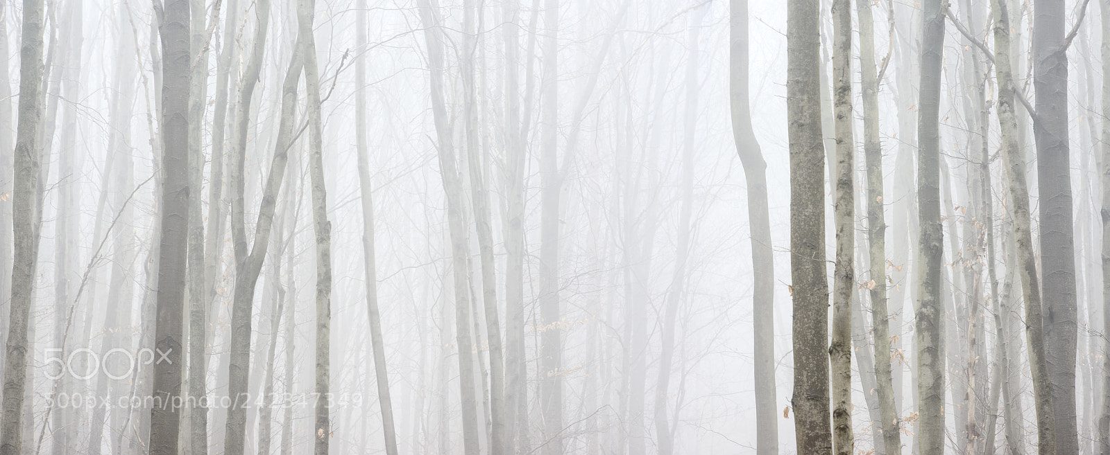 Nikon D800 sample photo. High key forest wallpaper photography