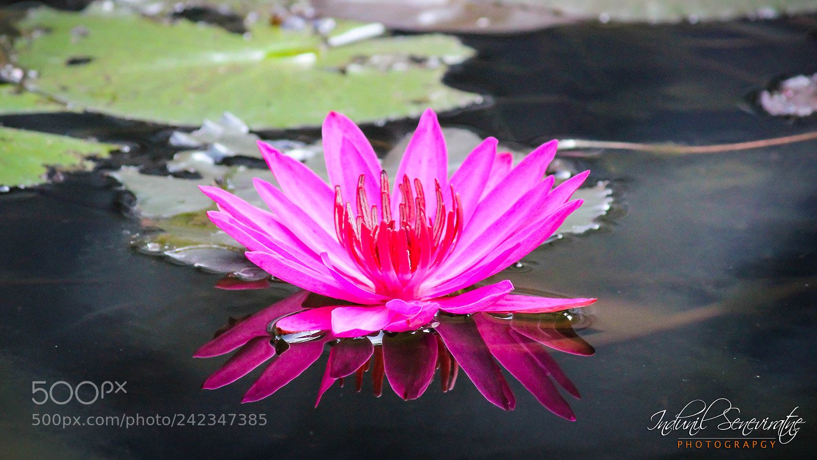 LG Nexus 5X sample photo. Lotus flower photography
