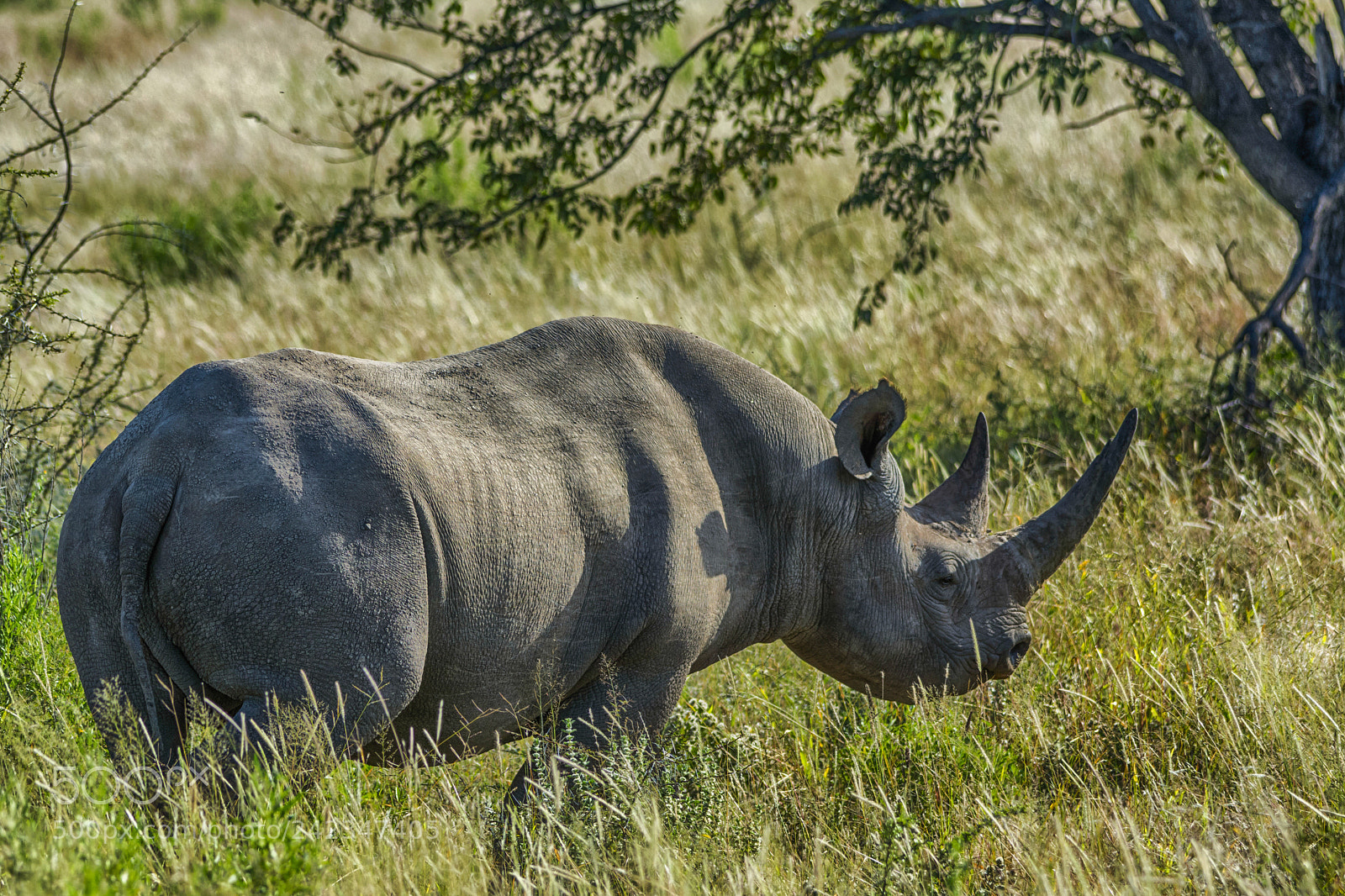 Nikon D7100 sample photo. Rhino photography