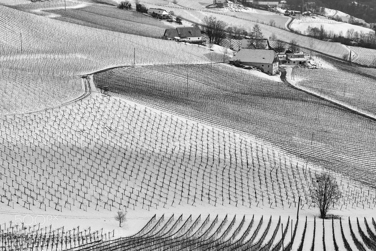 Nikon D7100 sample photo. Vineyards winter photography