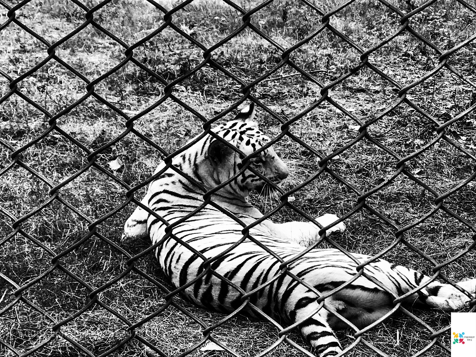 Apple iPhone 7 Plus sample photo. Caged white tiger photography