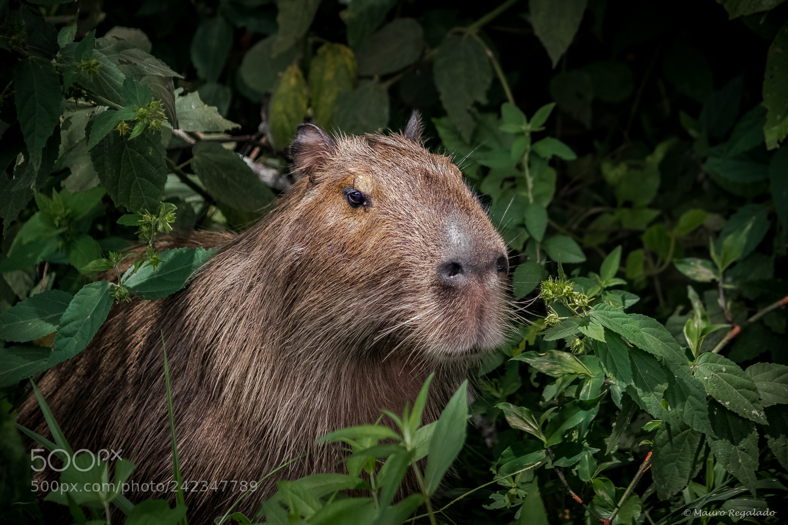 Canon EOS 1200D (EOS Rebel T5 / EOS Kiss X70 / EOS Hi) sample photo. Capivara jovem photography