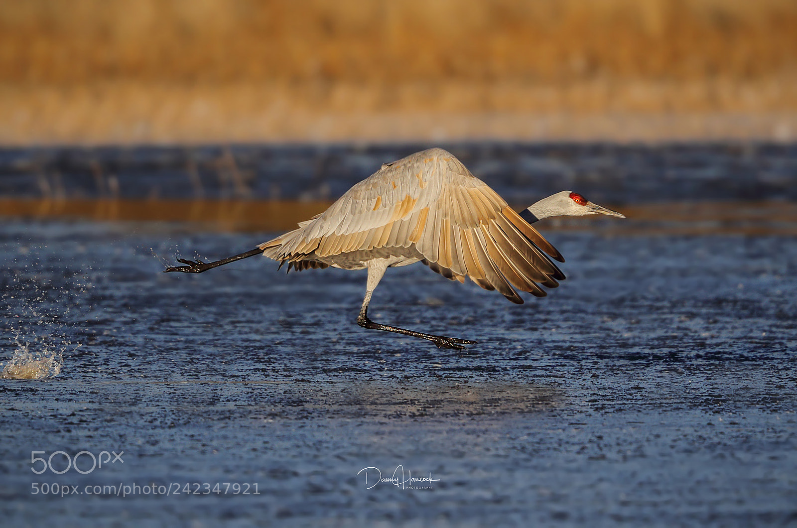 Canon EOS-1D X Mark II sample photo. Crane takeoff photography