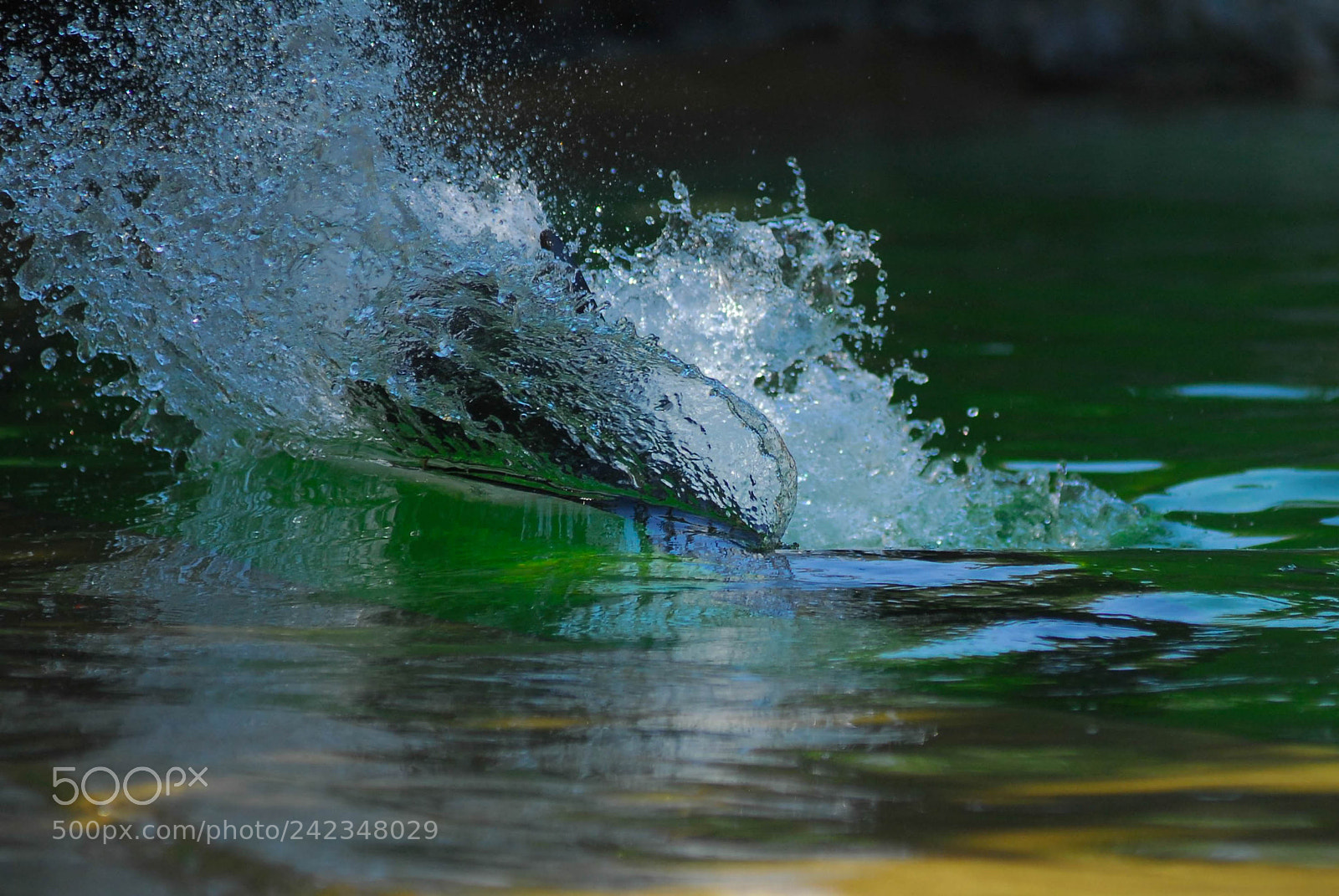 Nikon D200 sample photo. Fast sea lion photography