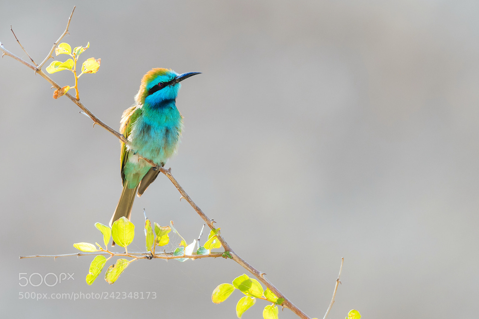 Nikon D500 sample photo. Bee-eater photography