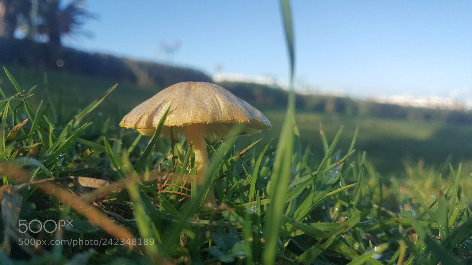Samsung Galaxy Note5 sample photo. Untitled photography