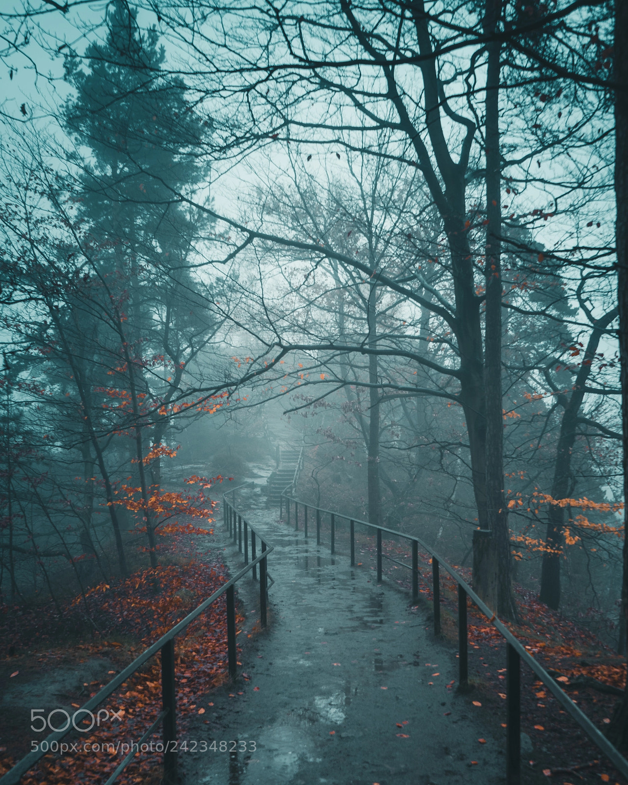 Sony a7 sample photo. The misty trail photography