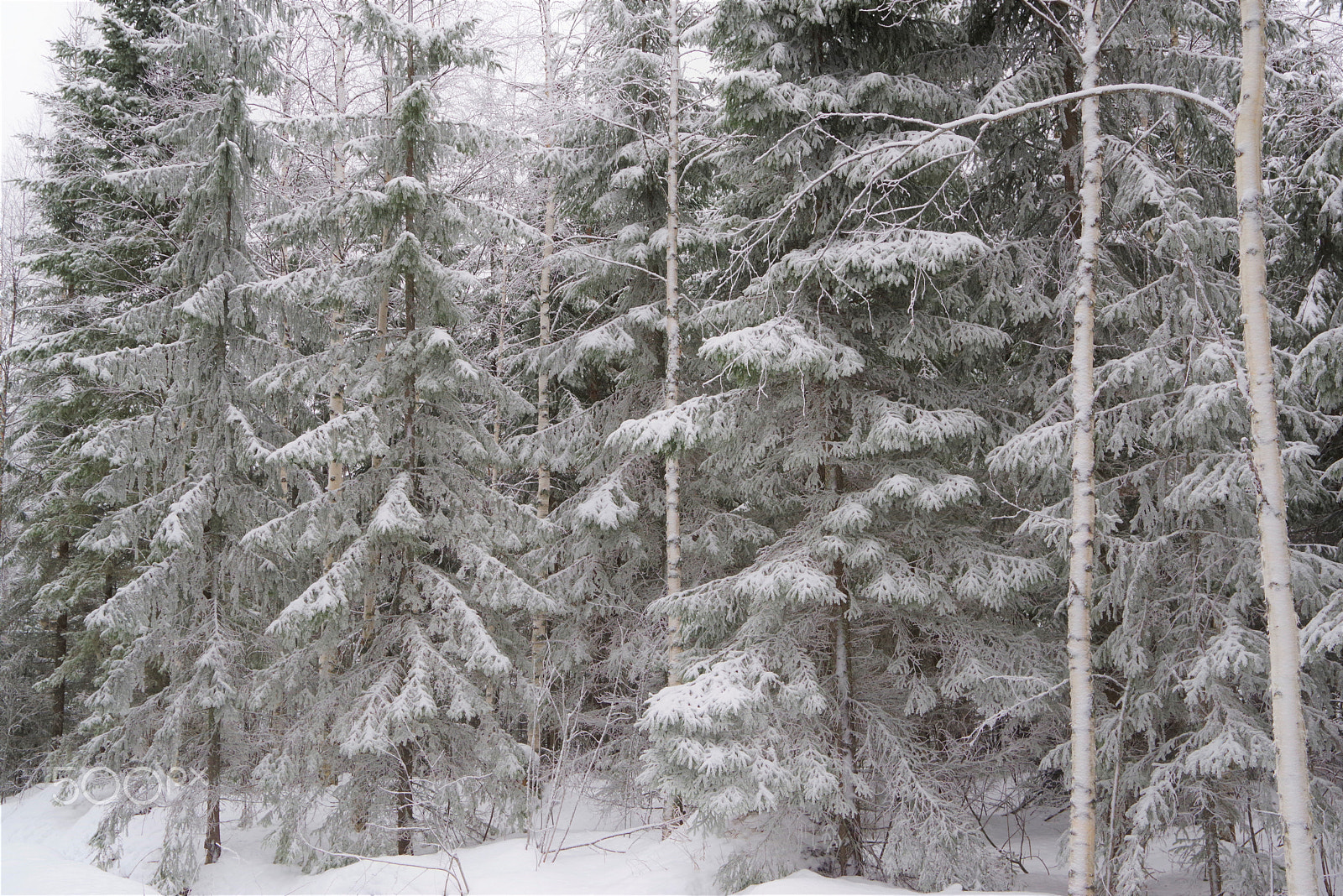 Pentax K-1 sample photo. Hoarfrost forest photography