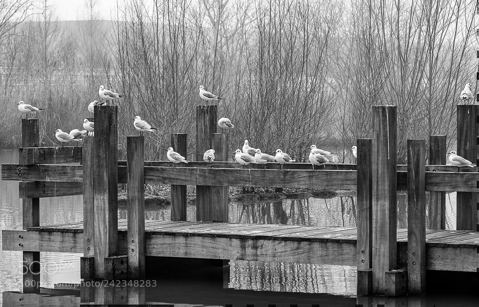 Fujifilm X-T20 sample photo. Seagulls's haven photography