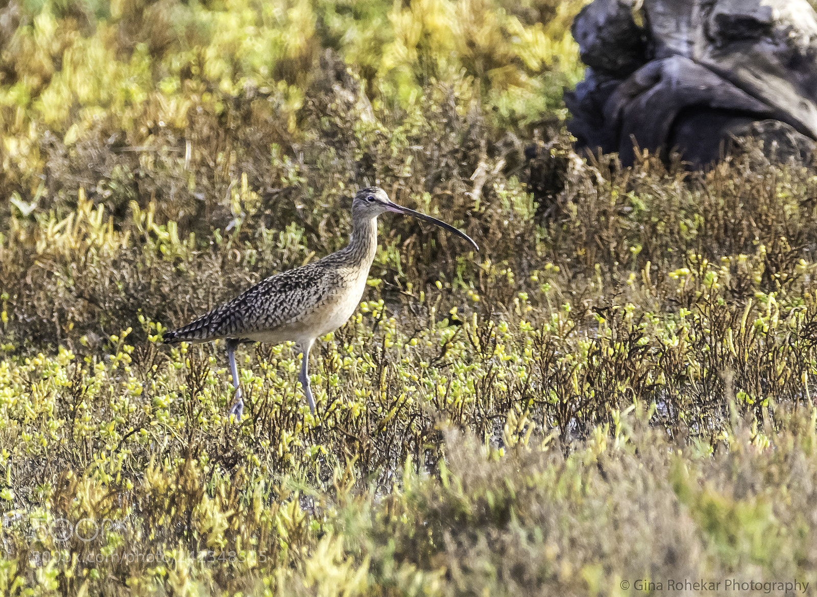 Nikon D7100 sample photo. Long-billed curlew photography