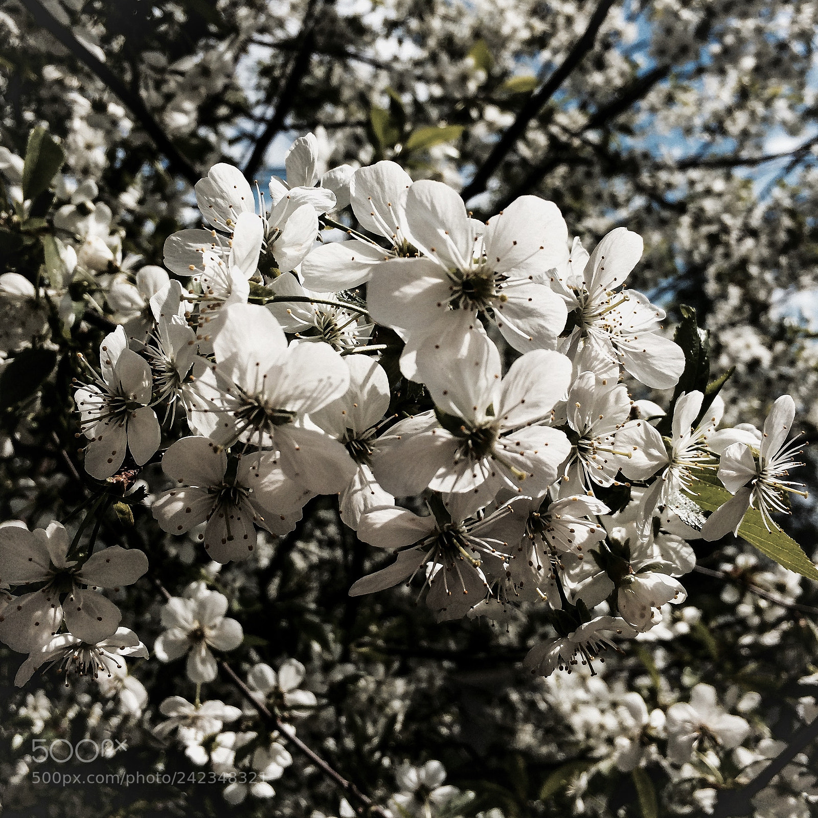 Apple iPhone 5s sample photo. Summer flowers photography
