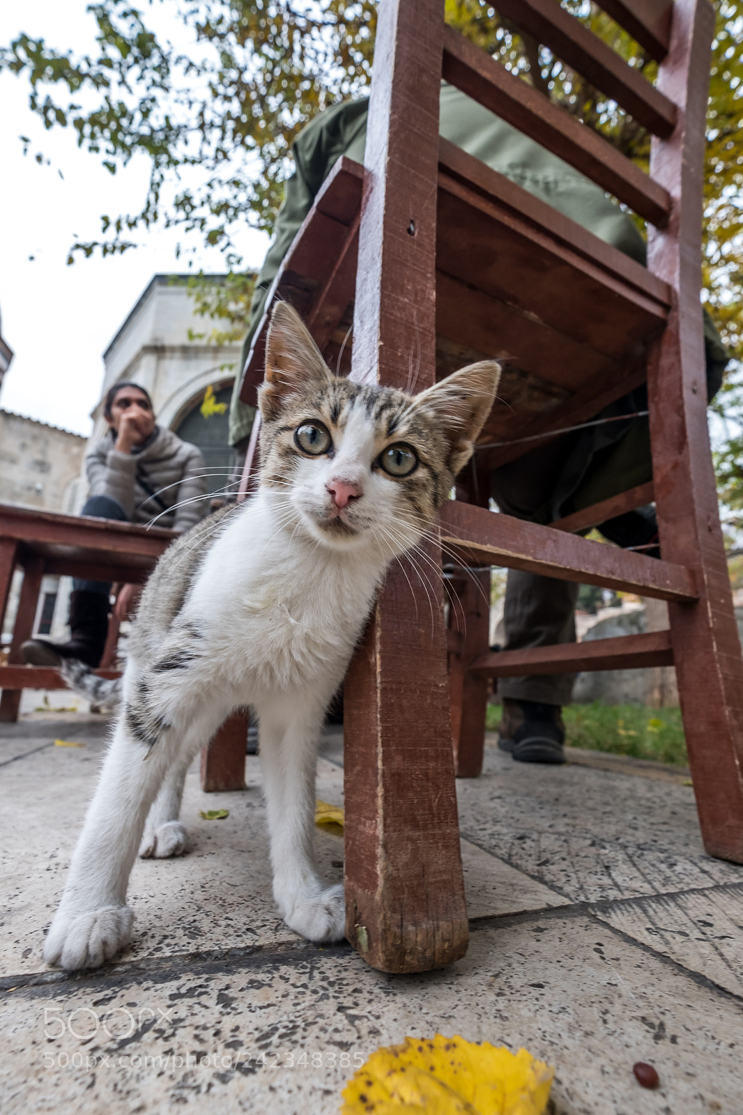 Fujifilm X-T2 sample photo. Kedİ photography