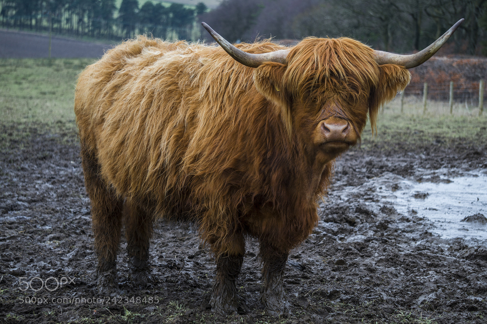 Sony Alpha a5000 (ILCE 5000) sample photo. Highland coo photography