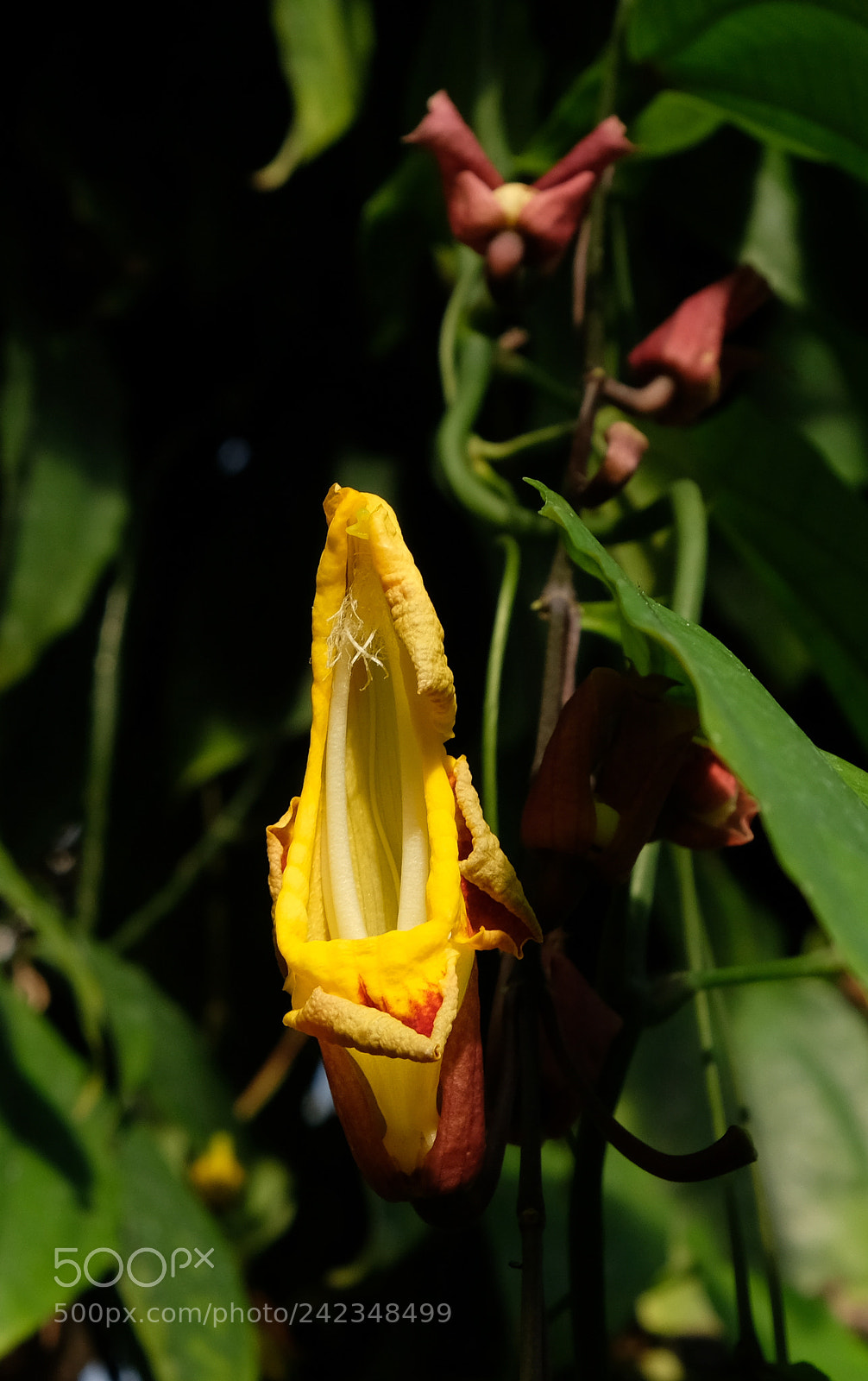 Fujifilm X-T2 sample photo. Hothouse flower photography