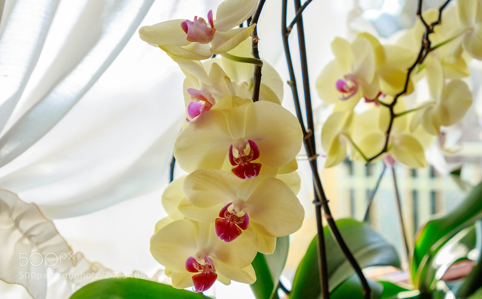 Canon EOS 7D Mark II sample photo. Orchid photography