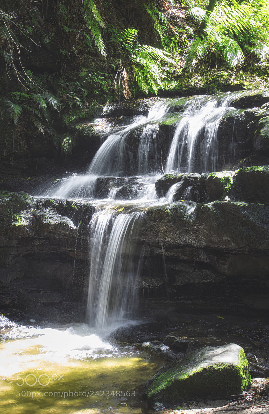 Canon EOS 750D (EOS Rebel T6i / EOS Kiss X8i) sample photo. Jungle vibes photography