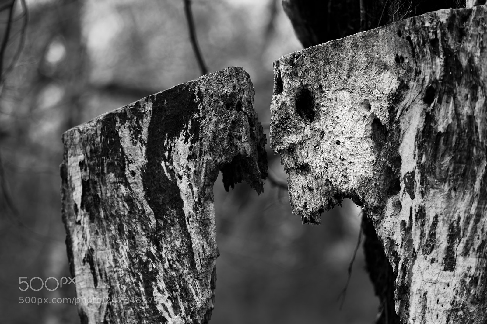 Sony a7 II sample photo. Sculpture by nature photography
