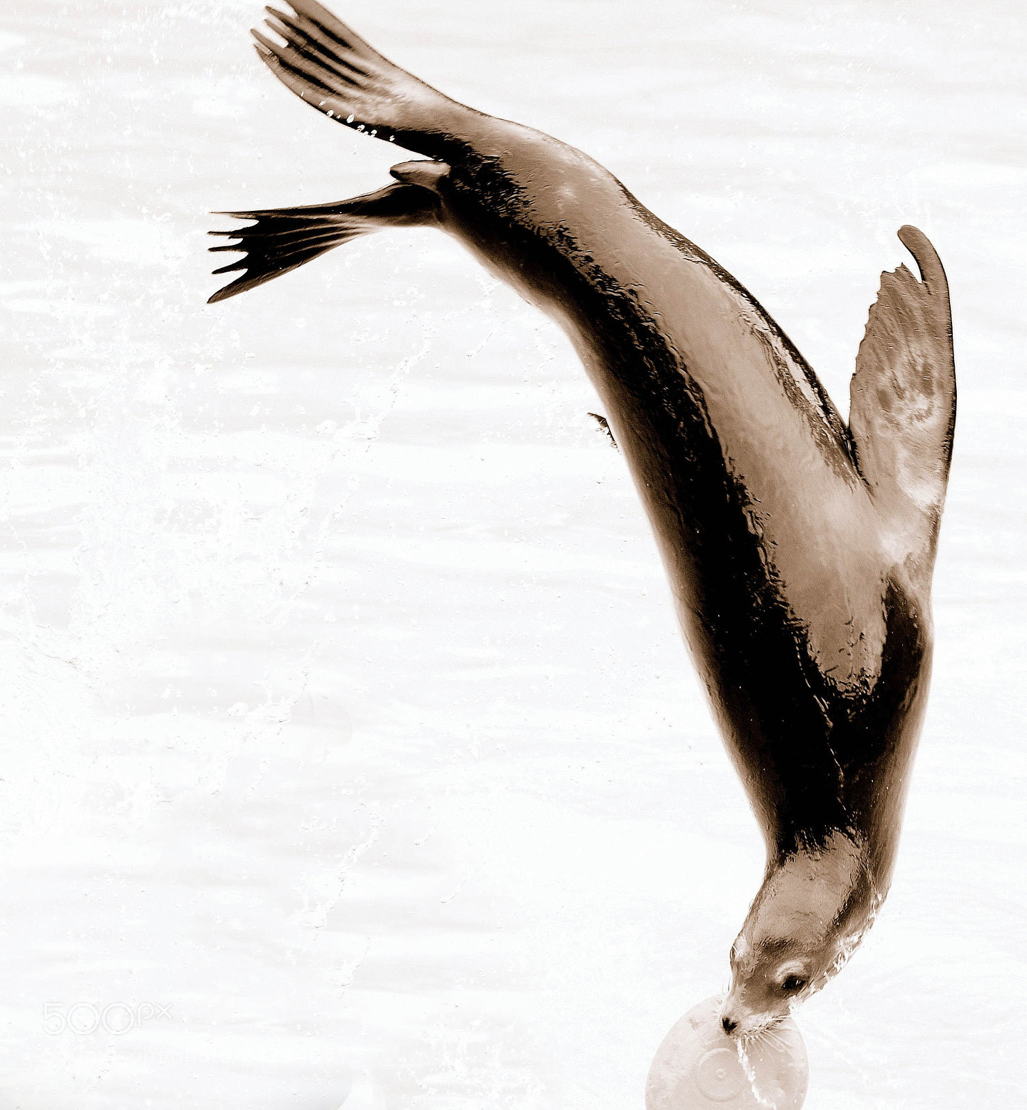 Nikon D300 sample photo. Sea lion - acrobat photography