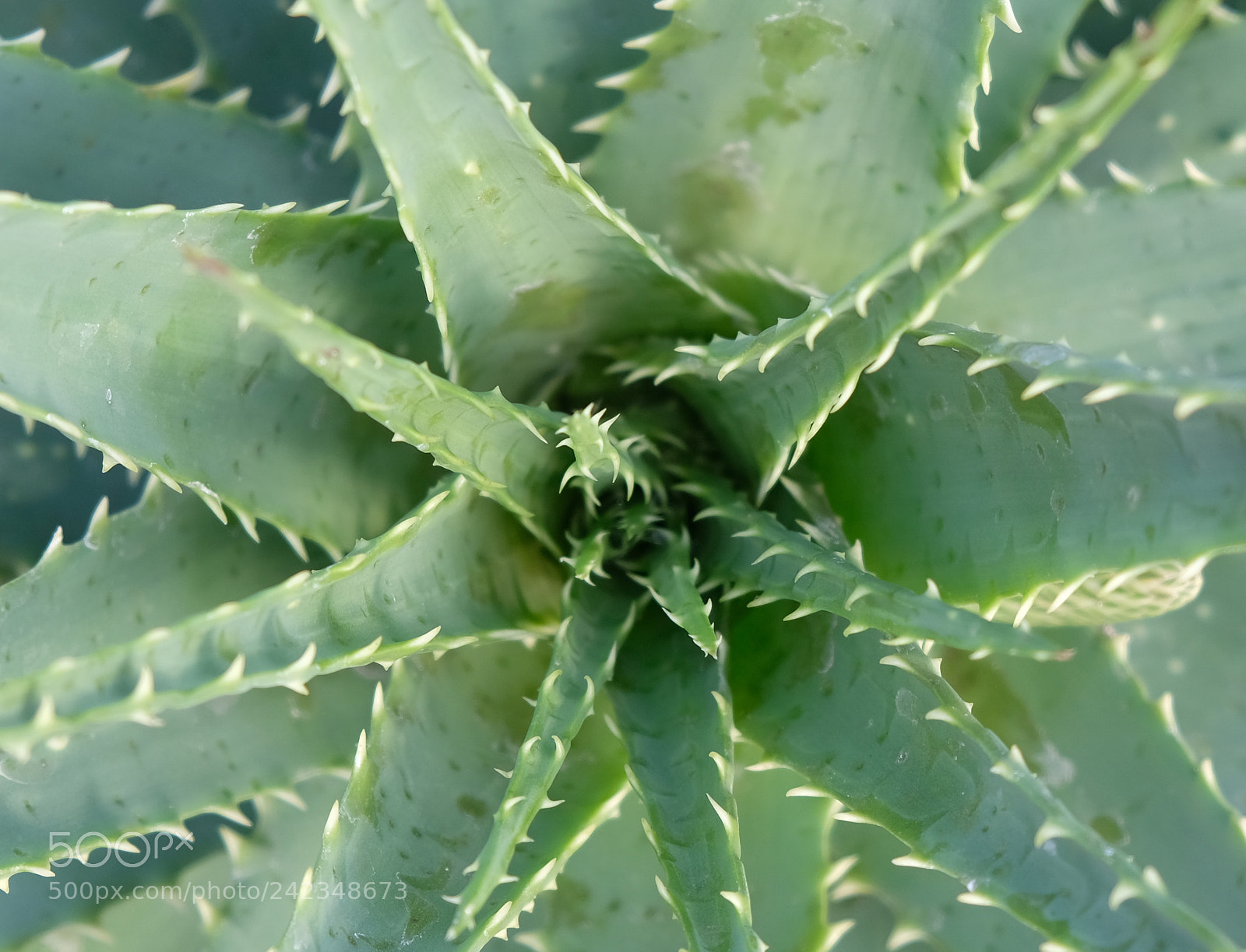Fujifilm X-T2 sample photo. Cactus photography
