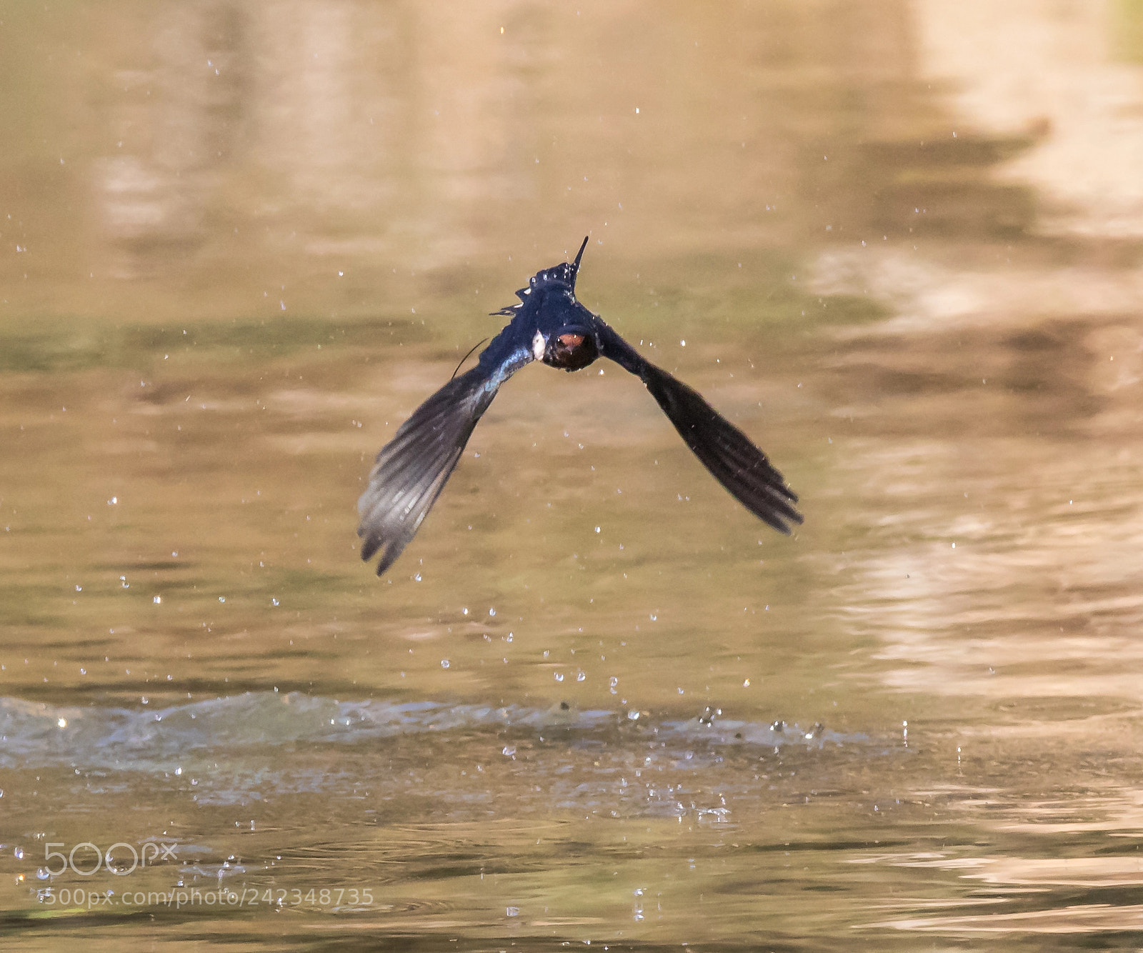 Canon EOS 7D Mark II sample photo. The splashing swallow photography