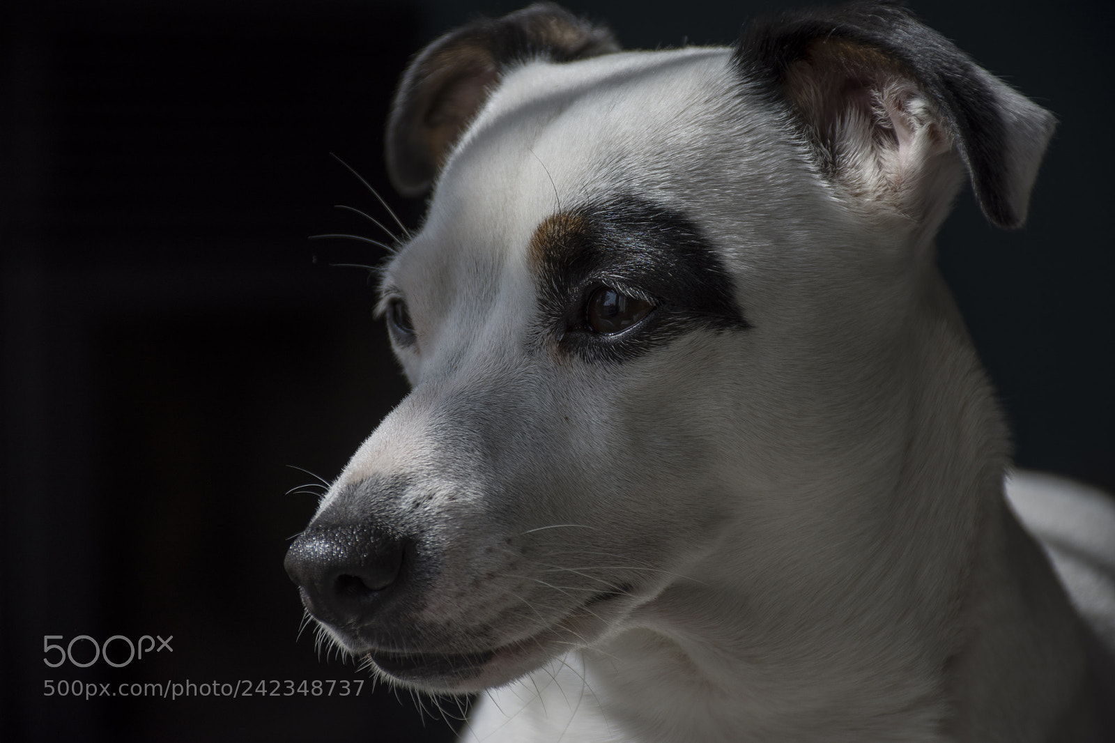 Nikon D7200 sample photo. Ccco photography