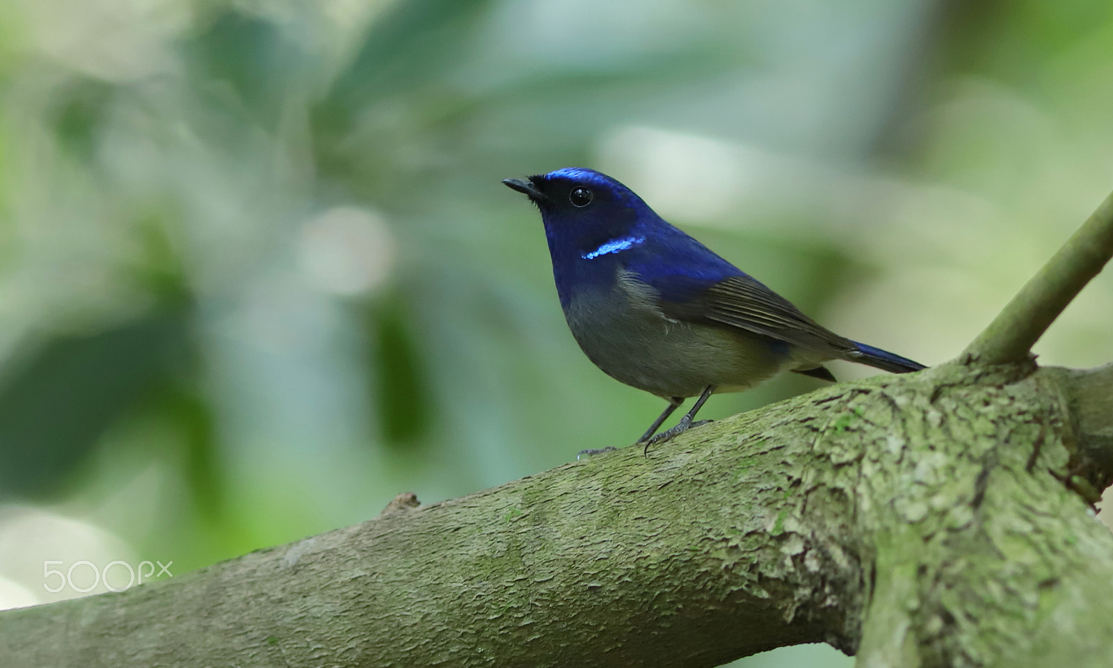 Canon EF 300mm F4L IS USM sample photo. 小仙鶲 small niltava photography
