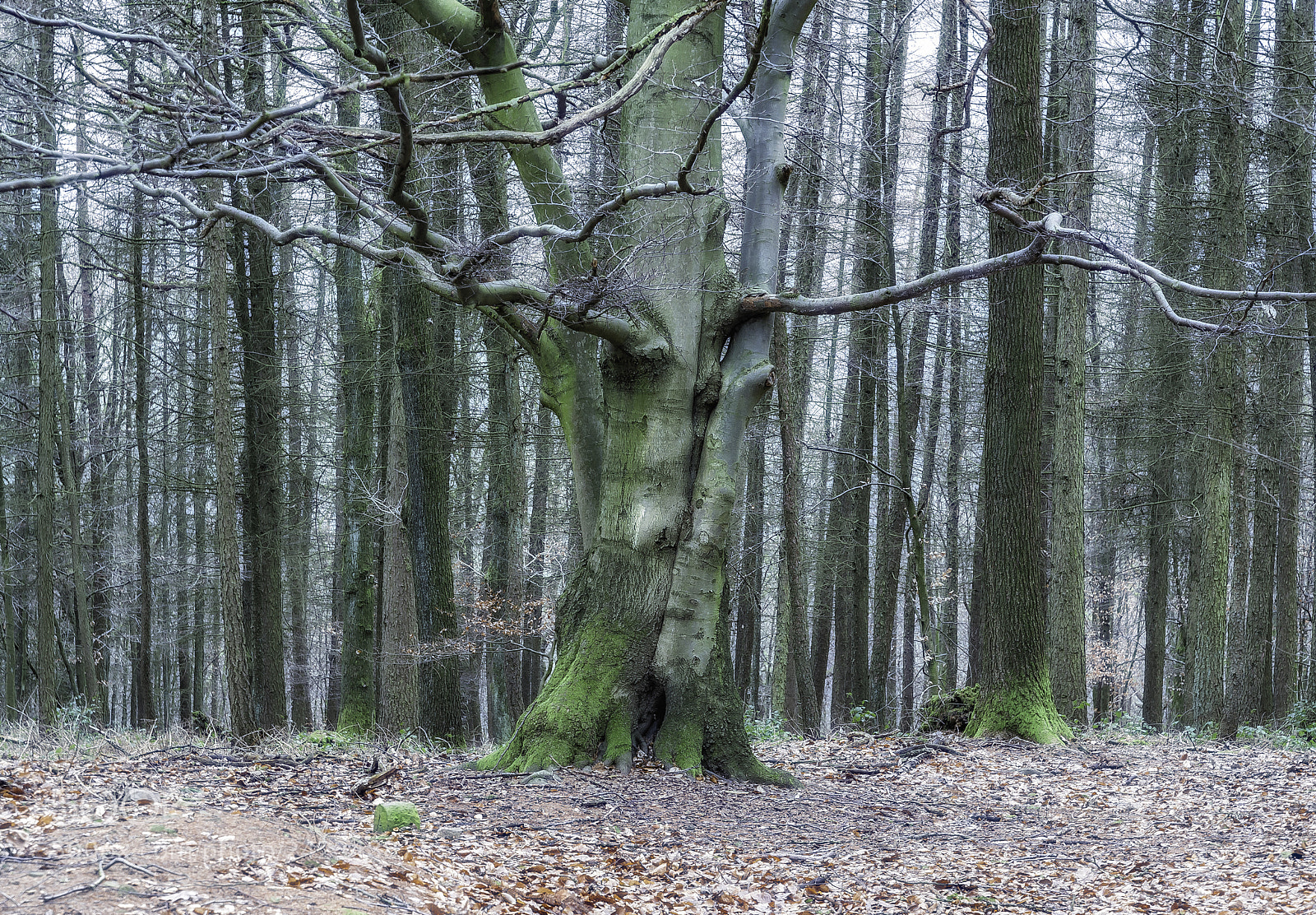 Nikon D700 sample photo. "winter tristesse" photography